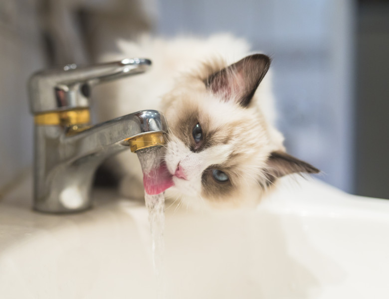 pisica bea apa de la robinet