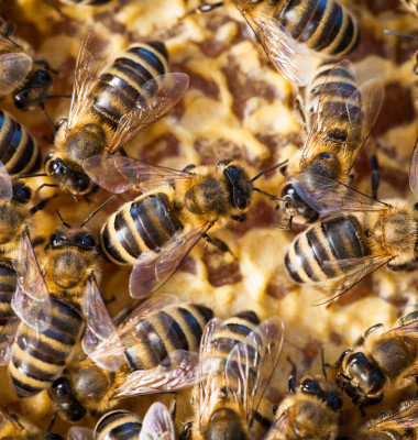 multe albine