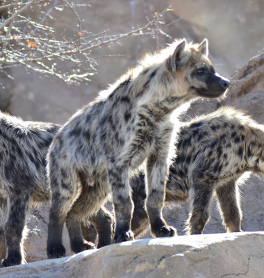 Pack of Hyenas