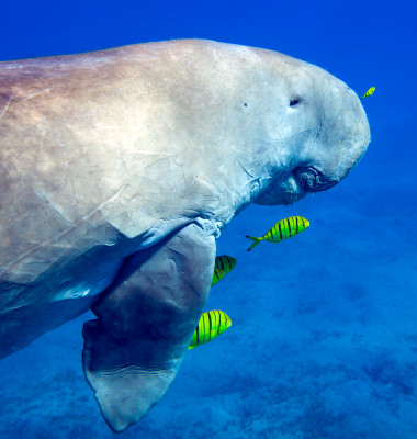 mamifer dugong