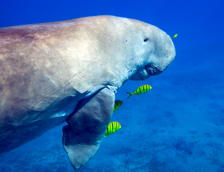 mamifer dugong