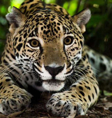 jaguar in cusca