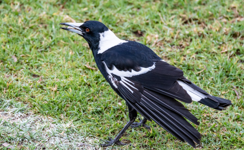 pasare magpie cotofana
