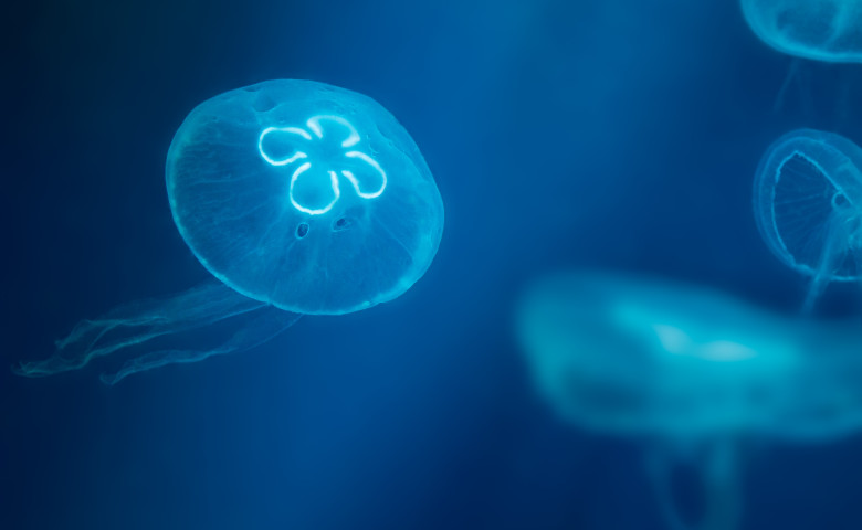 meduza aurelia