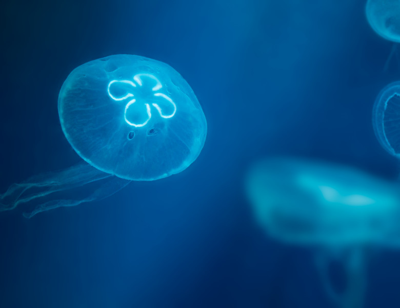 meduza aurelia