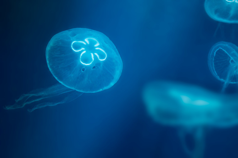 meduza aurelia