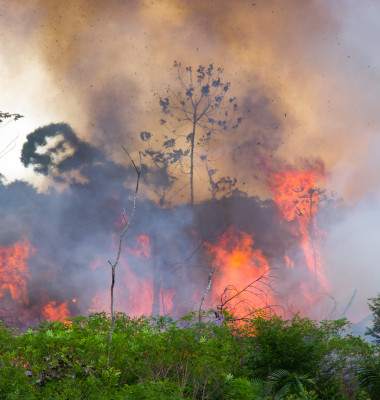 padurea amazoniana in flacari