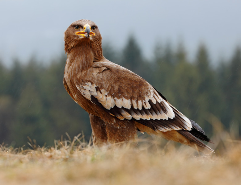 vultur de stepa rusia