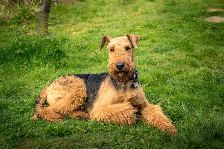 Caine Airedale Terrier