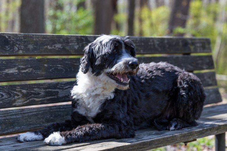 Caine Portuguese Water Dog