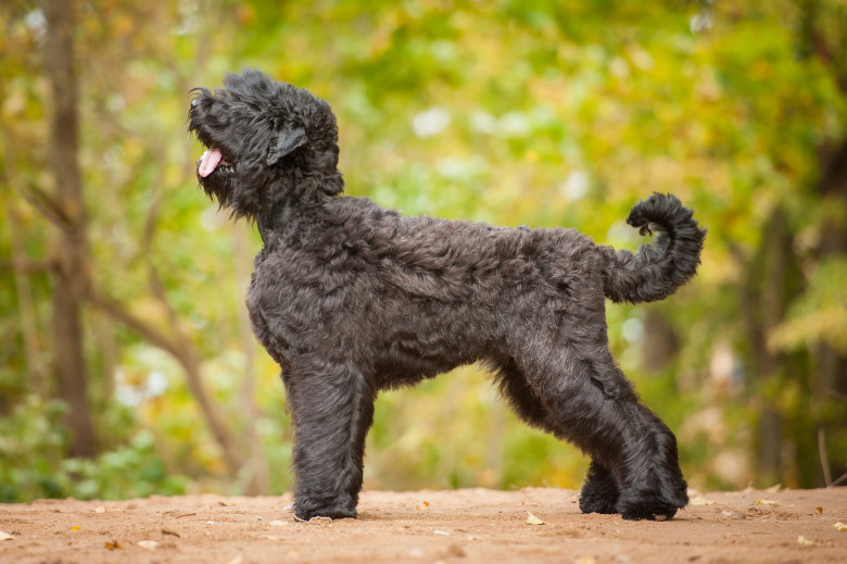 Caine Russian Black Terrier