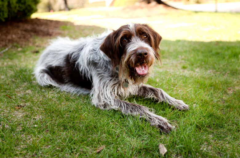 Caine Wirehaired Pointing Griffon