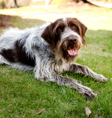 Caine Wirehaired Pointing Griffon