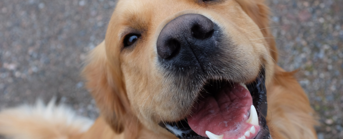 caine golden retriever