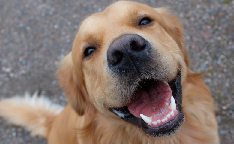 caine golden retriever
