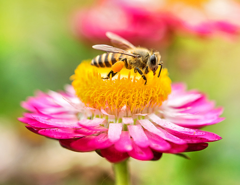 albina pe o floare