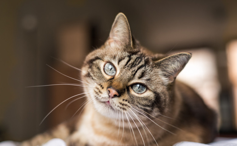 pisica tabby infractoare
