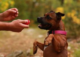 caine adorabil care se joaca