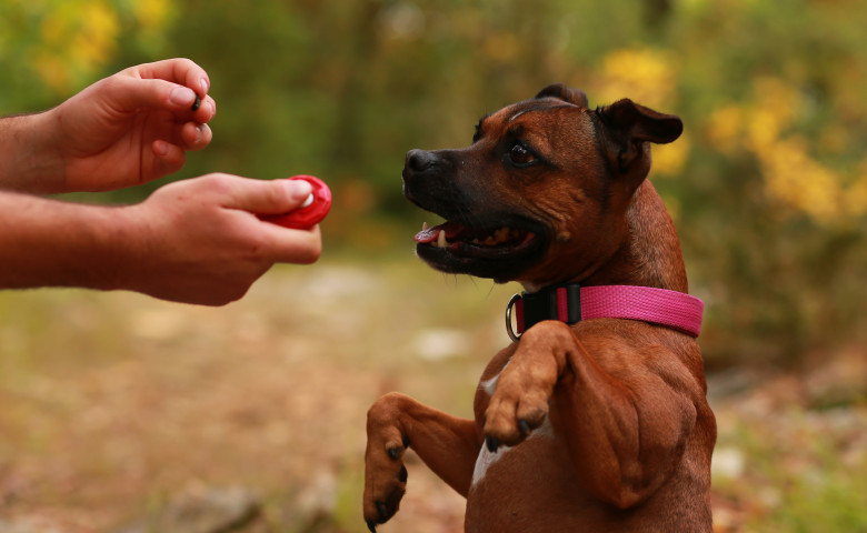 caine adorabil care se joaca