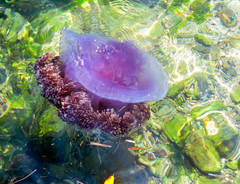 meduza mov coroana