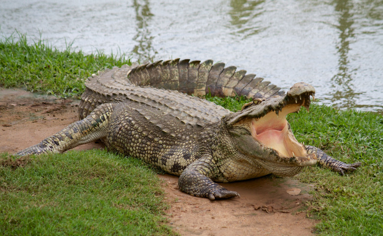 crocodil pe uscat