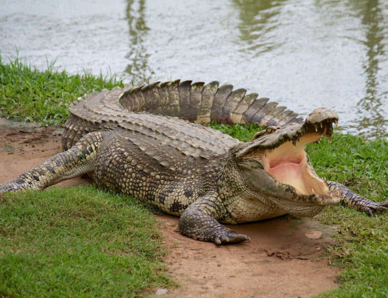 crocodil pe uscat