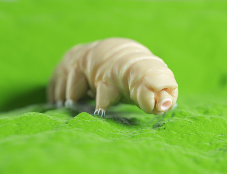 tardigrade