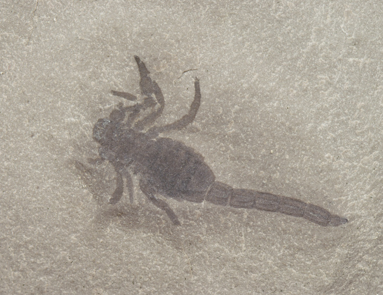 fosila scorpion