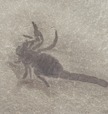 fosila scorpion