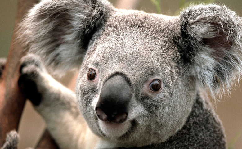 koala in pom