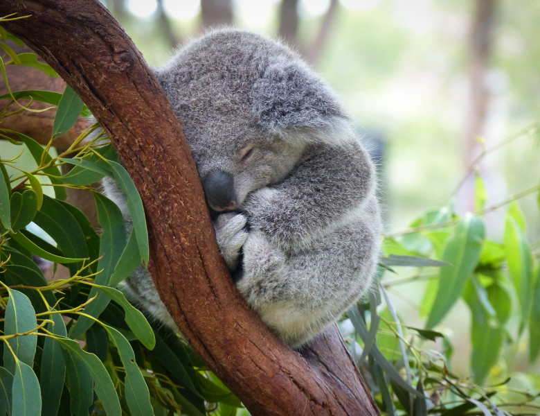 pui de koala