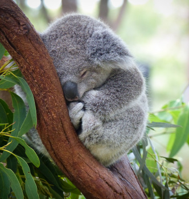 pui de koala