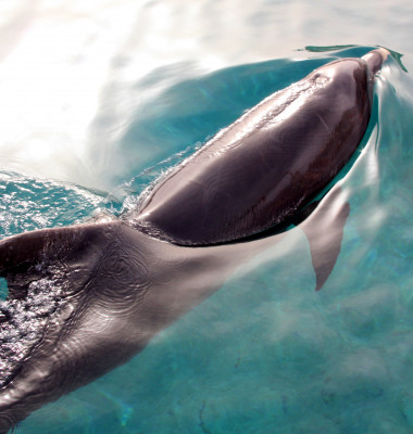 delfin in apa