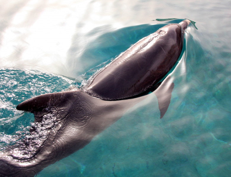 delfin in apa