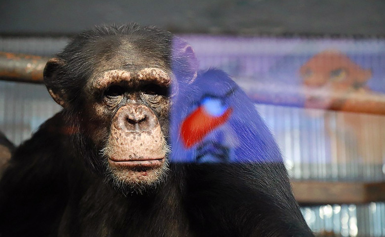 Chimps watch cartoons to cure 'depression' over not seeing people during coronavirus lockdown