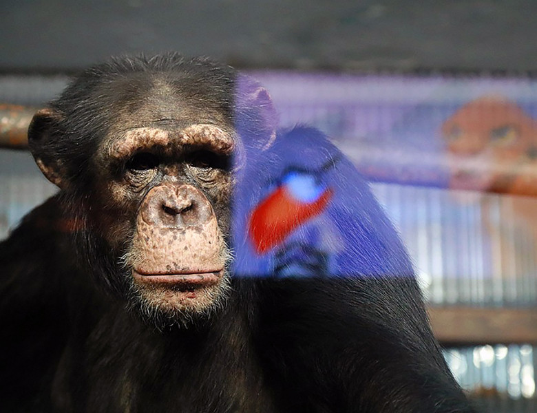 Chimps watch cartoons to cure 'depression' over not seeing people during coronavirus lockdown