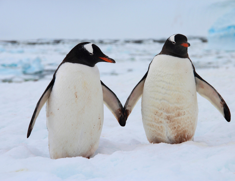 doi pinguini