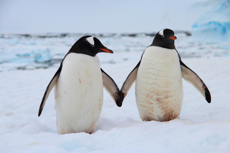 doi pinguini