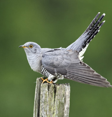 pasare cuckoo cucus migratie marea britanie