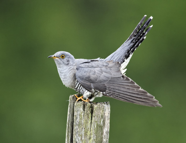 pasare cuckoo cucus migratie marea britanie