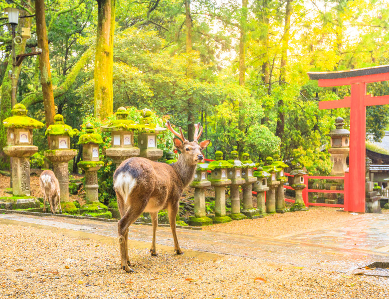 cerb sika in parcul nara din japonia