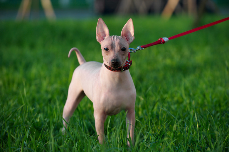 Câini care nu lasă păr prin casă - Terrier american fara par