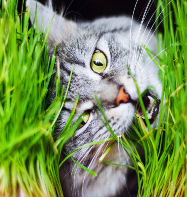 pisica mananca iarba