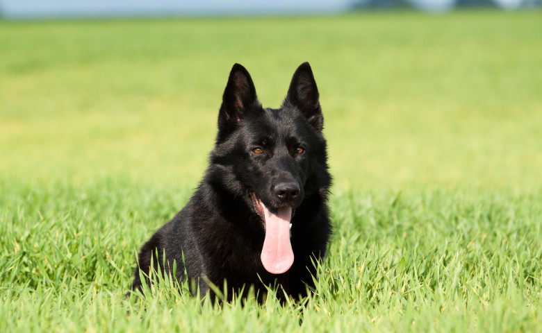 caine ciobanesc german negru in camp verde