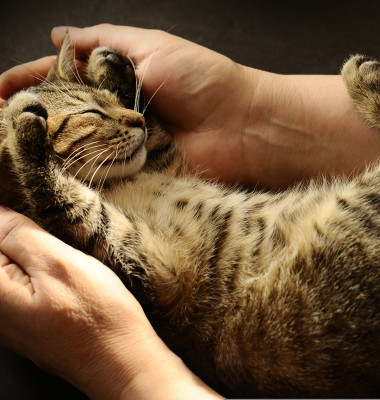 Tabby,Cat,In,The,Hands,Of,The,Owner.