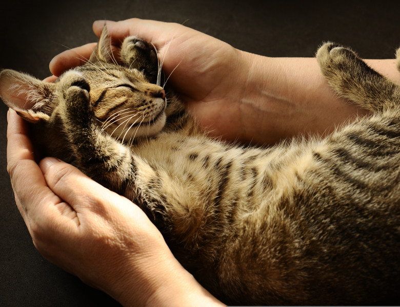 Tabby,Cat,In,The,Hands,Of,The,Owner.