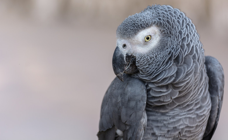 papagal izolare parc zoo injurat2