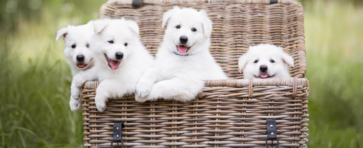 shutterstock_1428232718