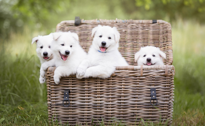 shutterstock_1428232718