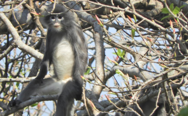 o noua specie de maimute